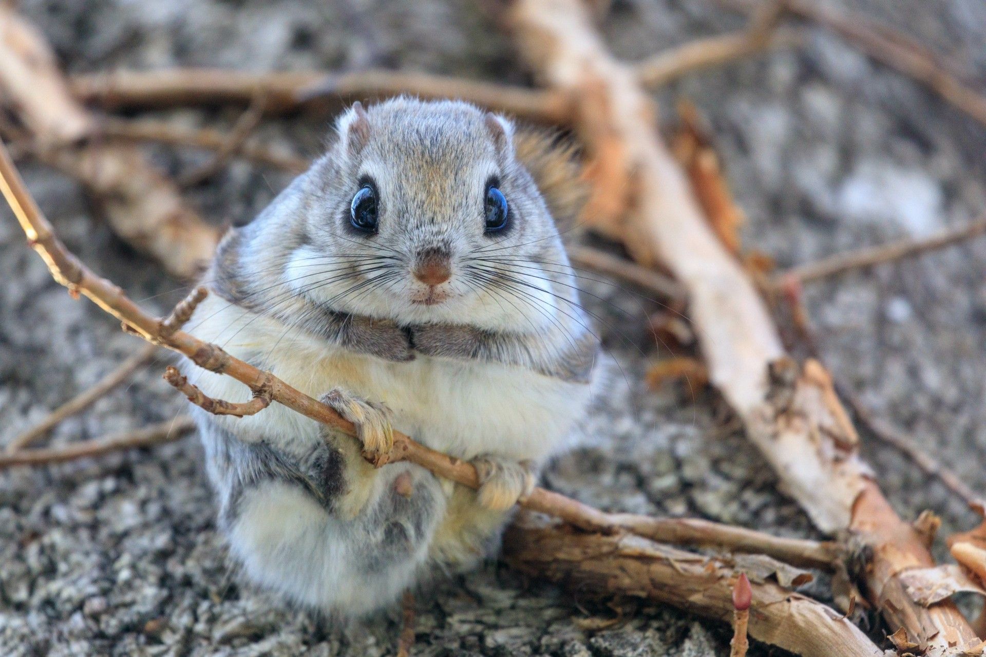 I petauri dello zucchero