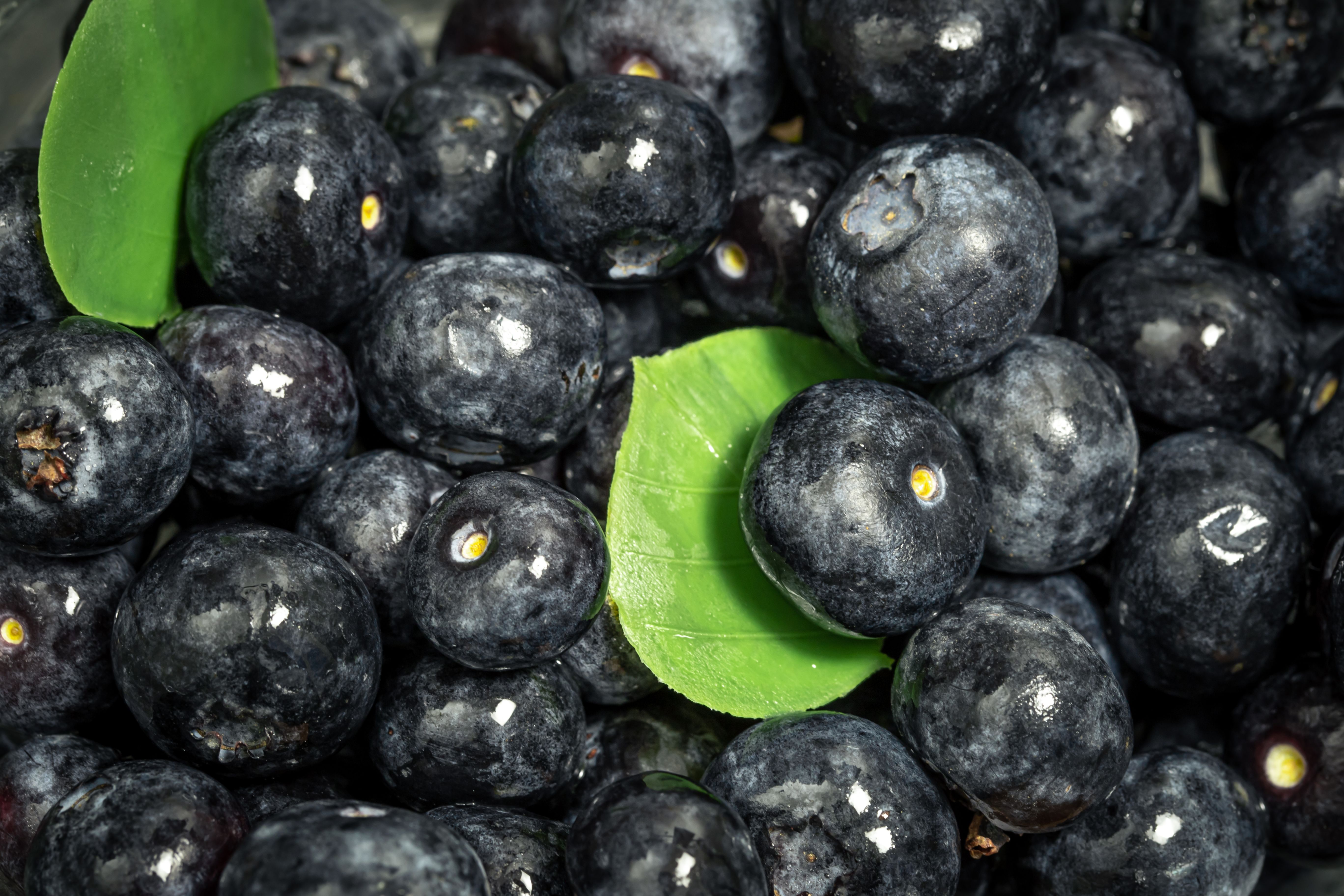blueberry berries closeup macro shot food background