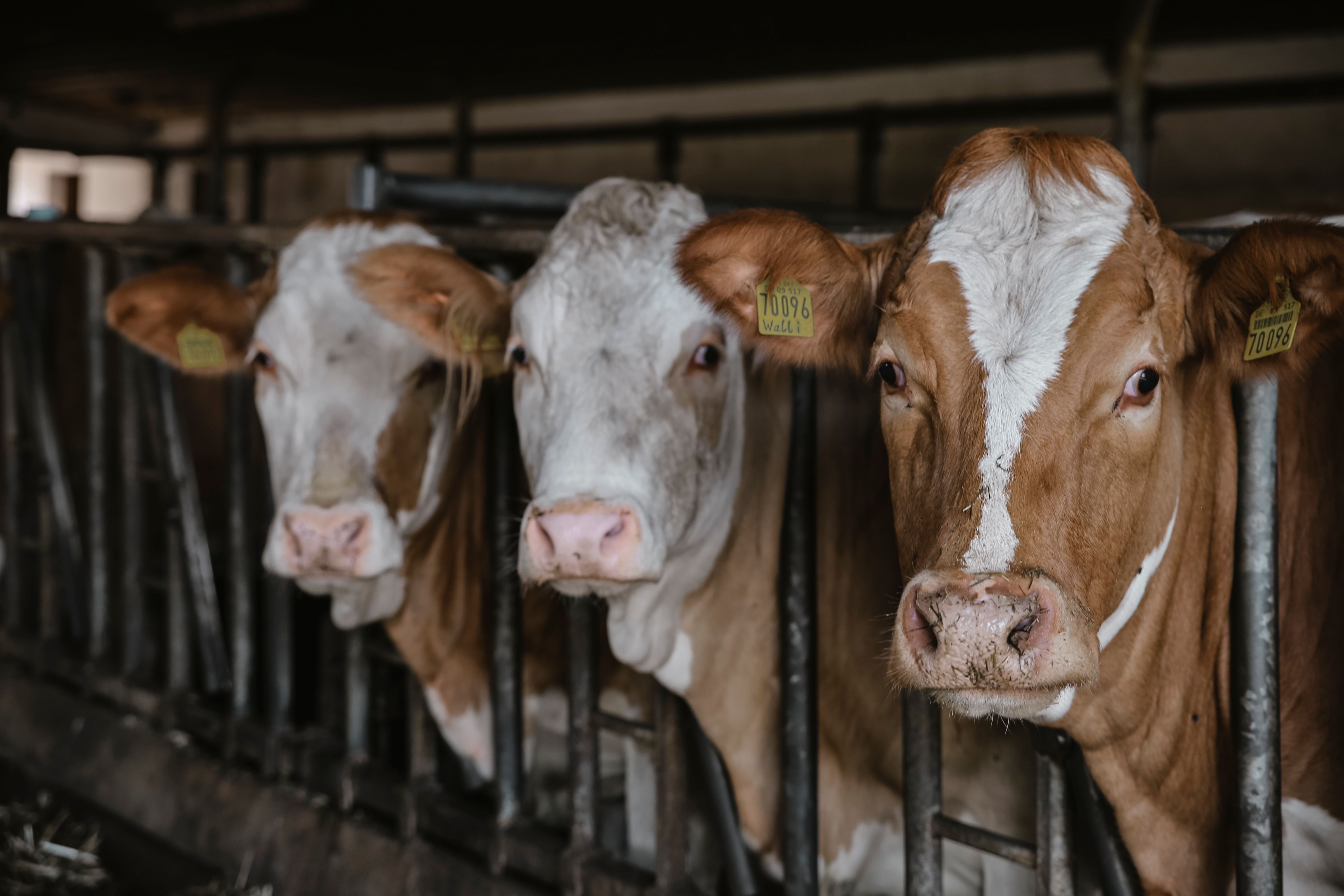 close up cow shed