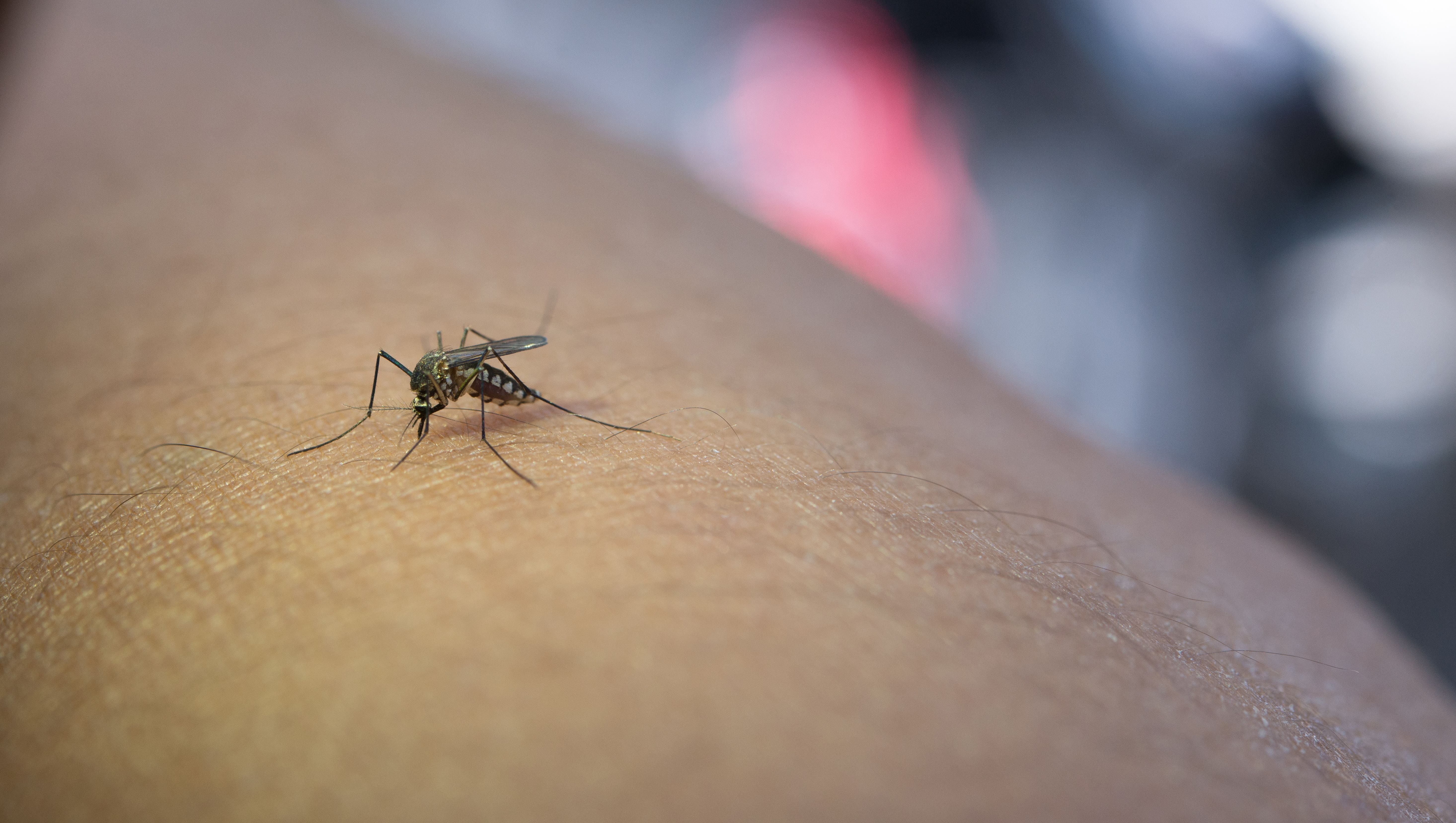 Benu News: West Nile Virus, il punto sulla diffusione nel 2025