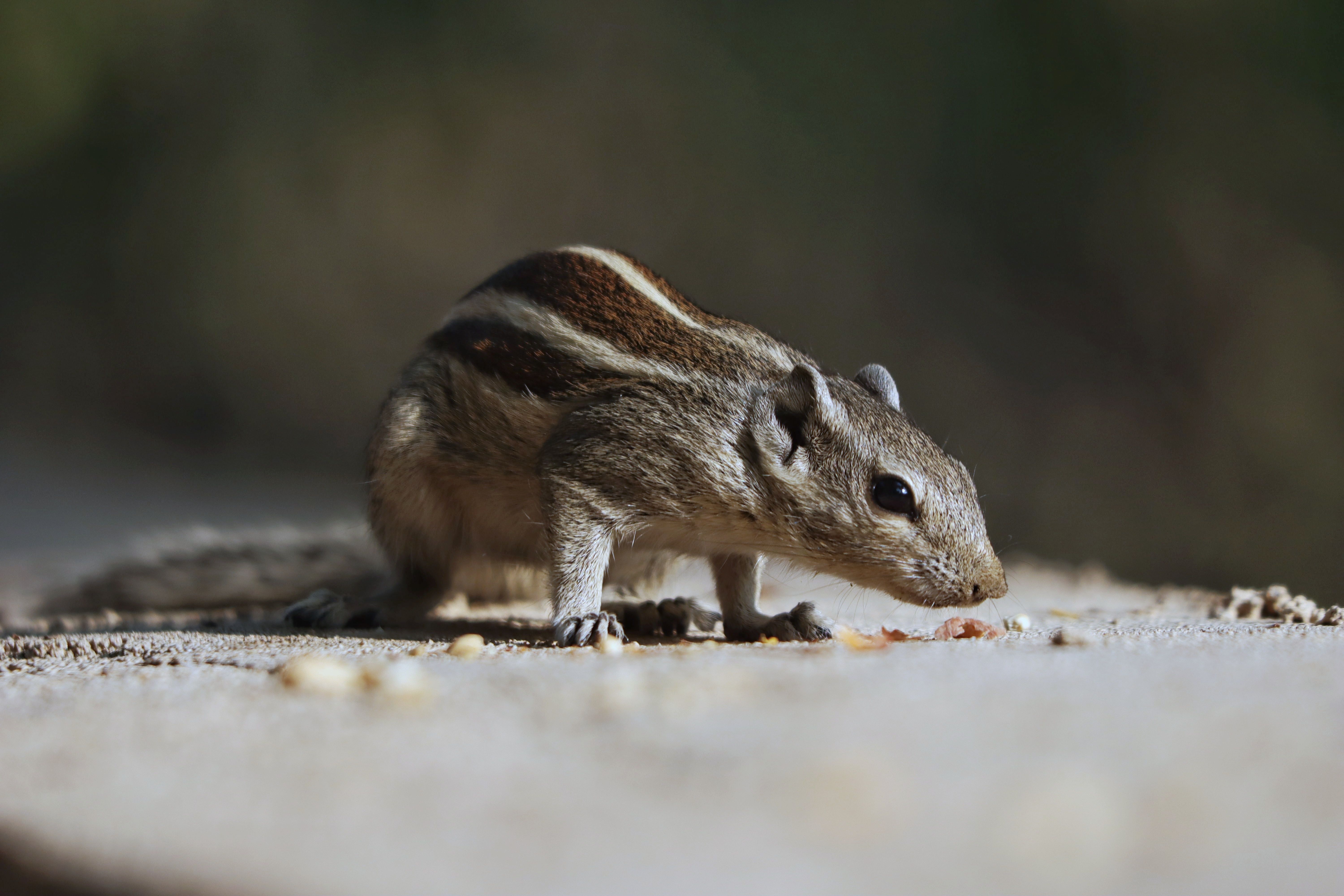 Hantavirus: cos’è, come si prende, sintomi e prevenzione