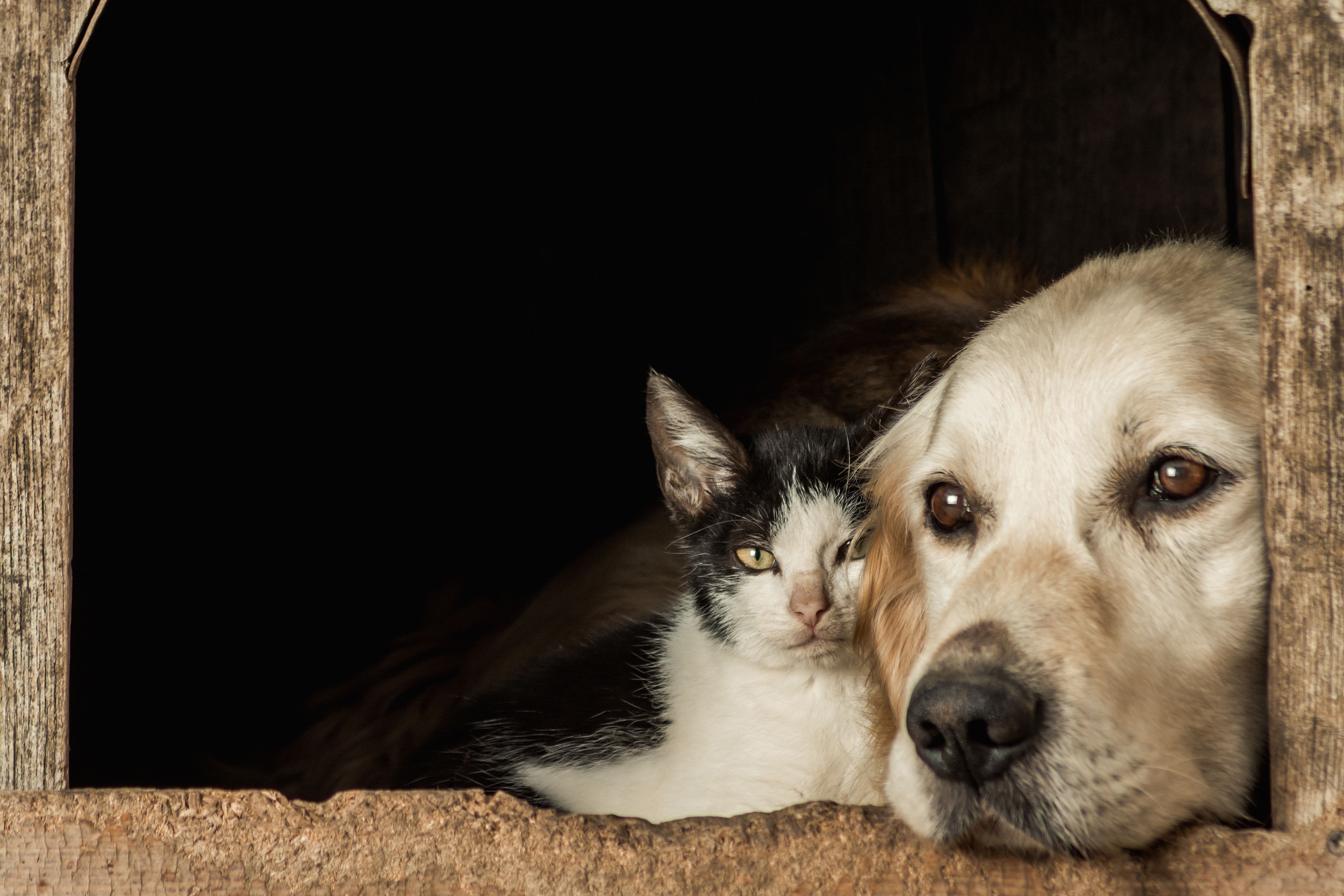 Cibi tossici per cani e gatti: la guida completa per proteggere il tuo animale domestico
