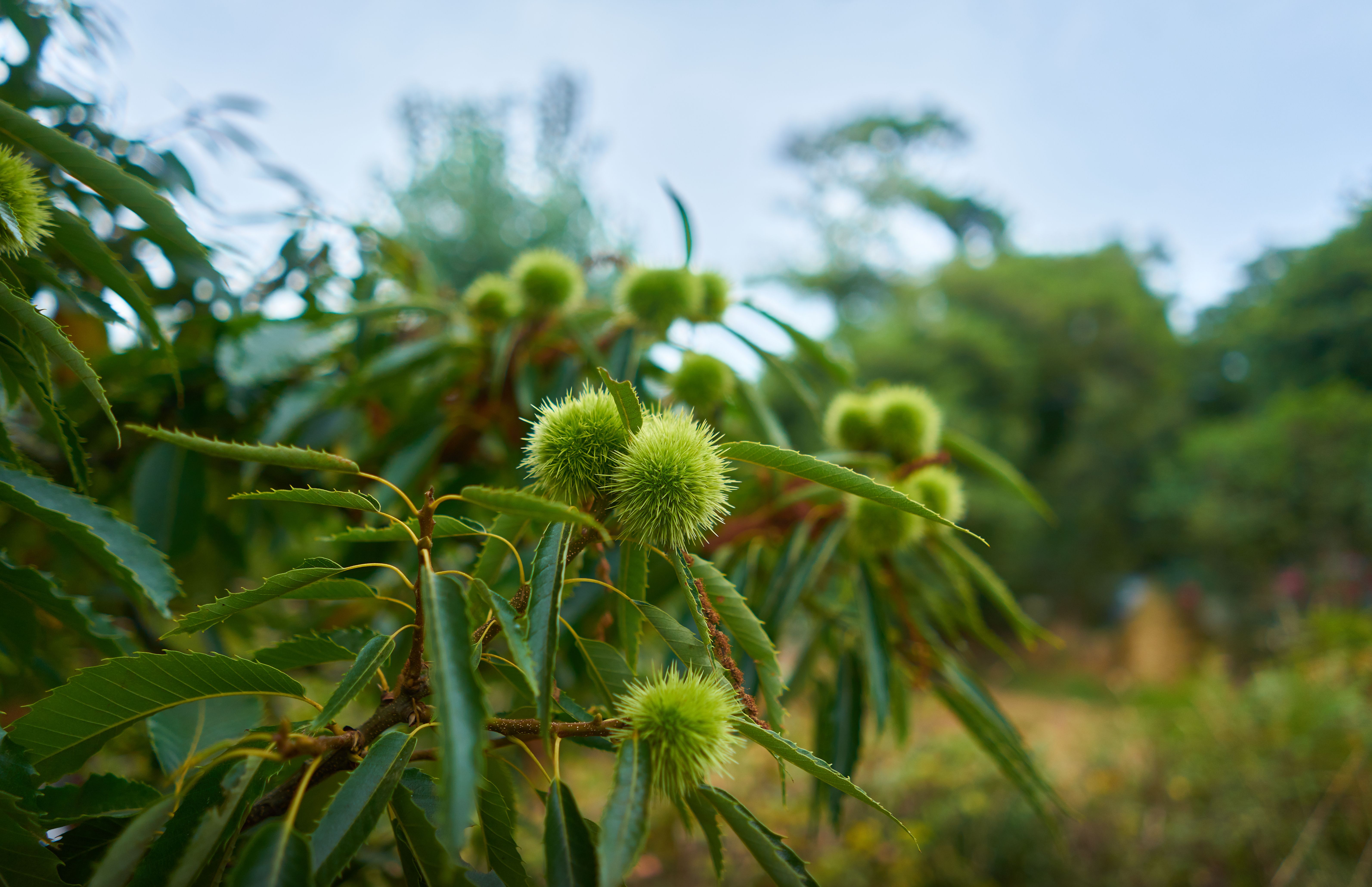  Ricina: cos'è, dove si trova e i rischi di avvelenamento