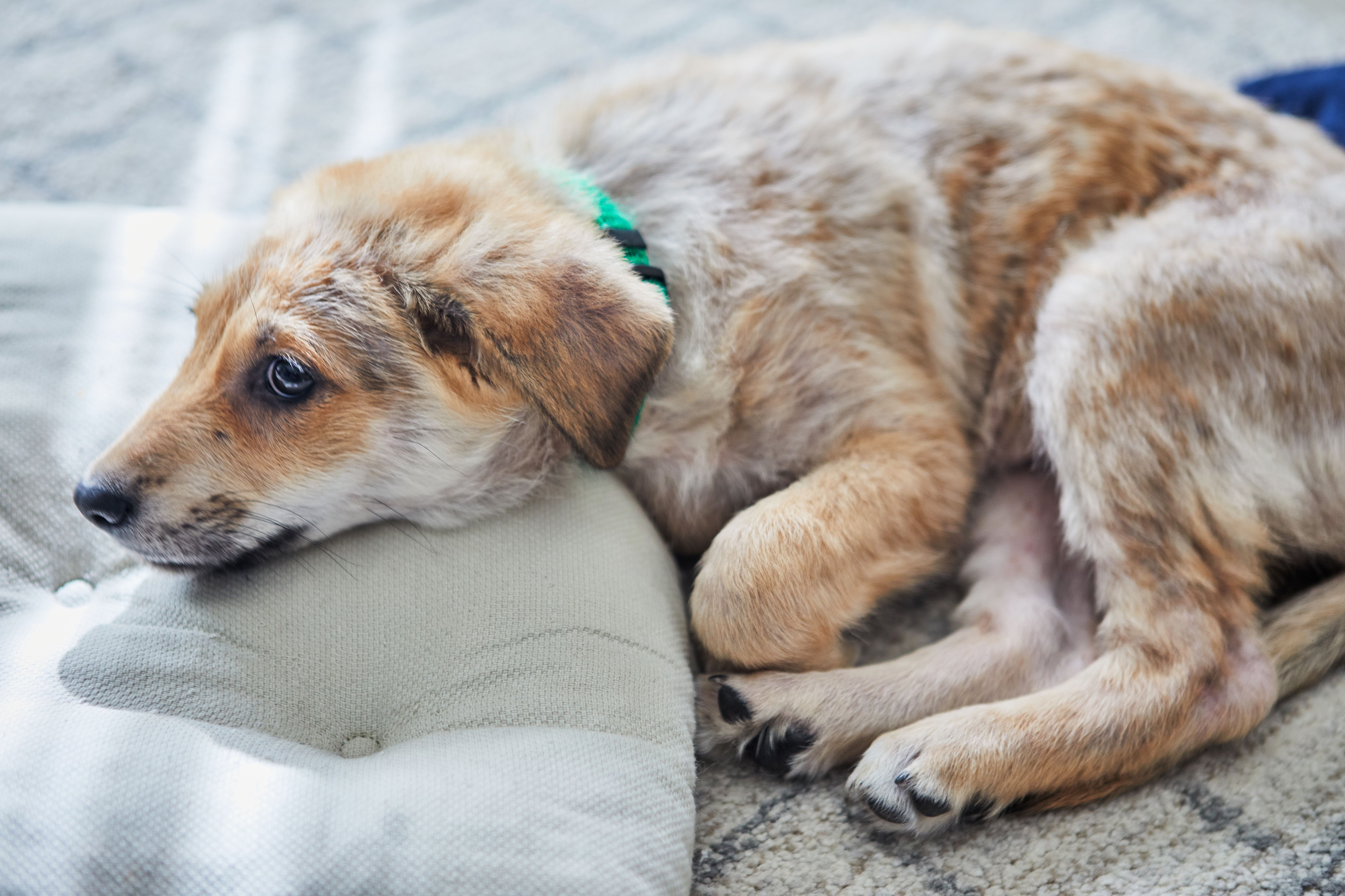 cute ginger white puppy put his muzzle pillow