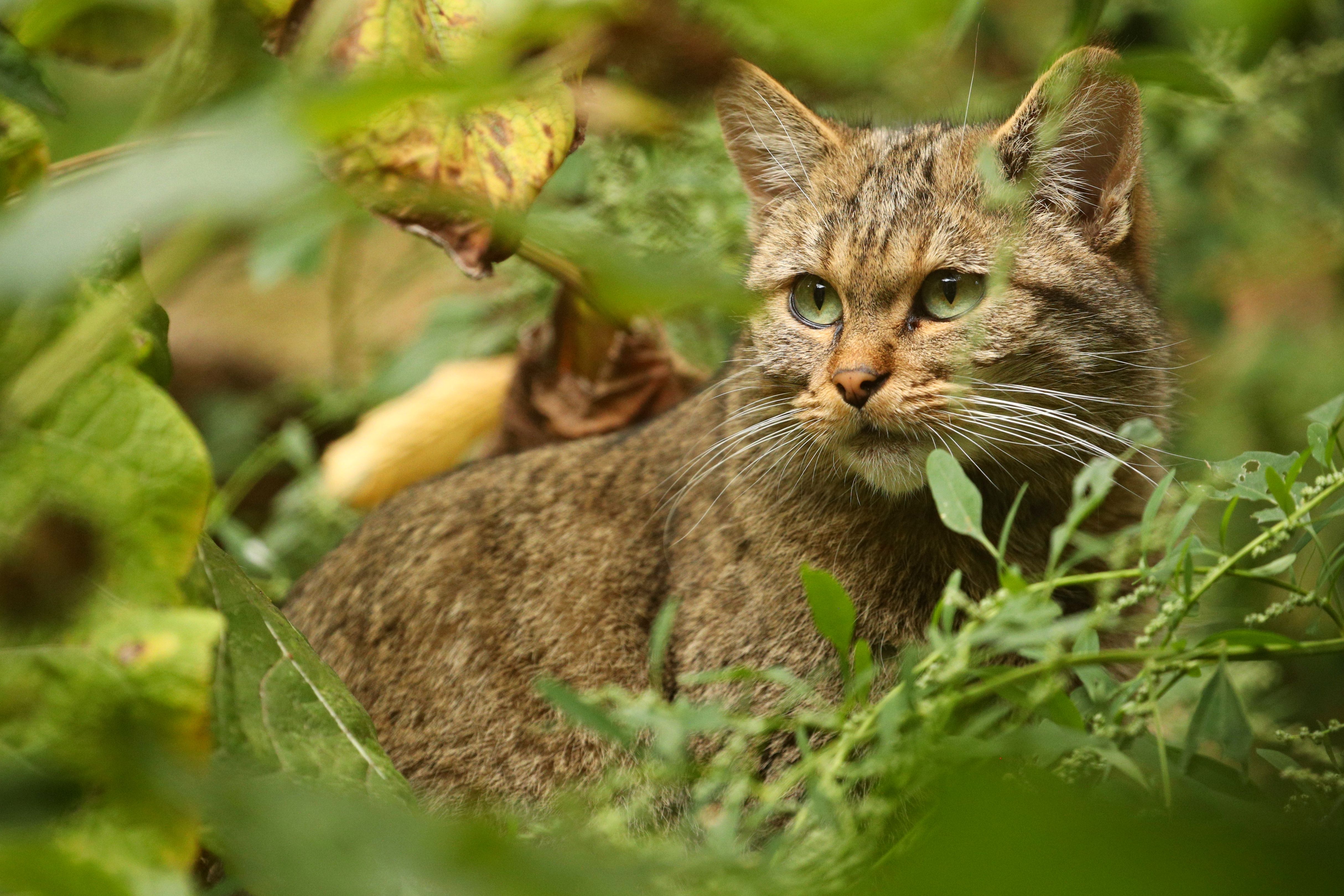 Influenza aviaria nel gatto (H5N1 e altri ceppi): sintomi, contagio, rischi e prevenzione