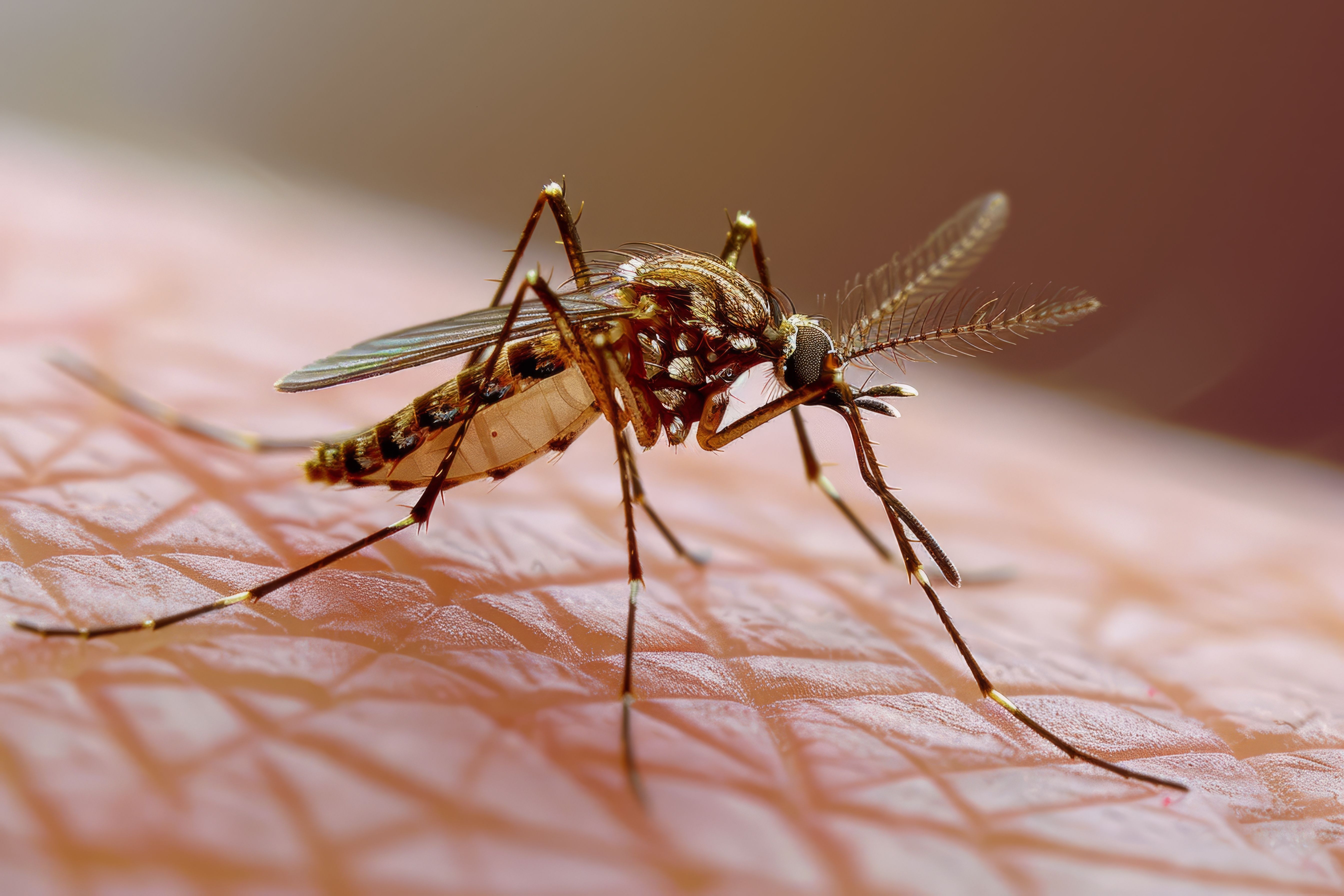 highly detailed mosquito