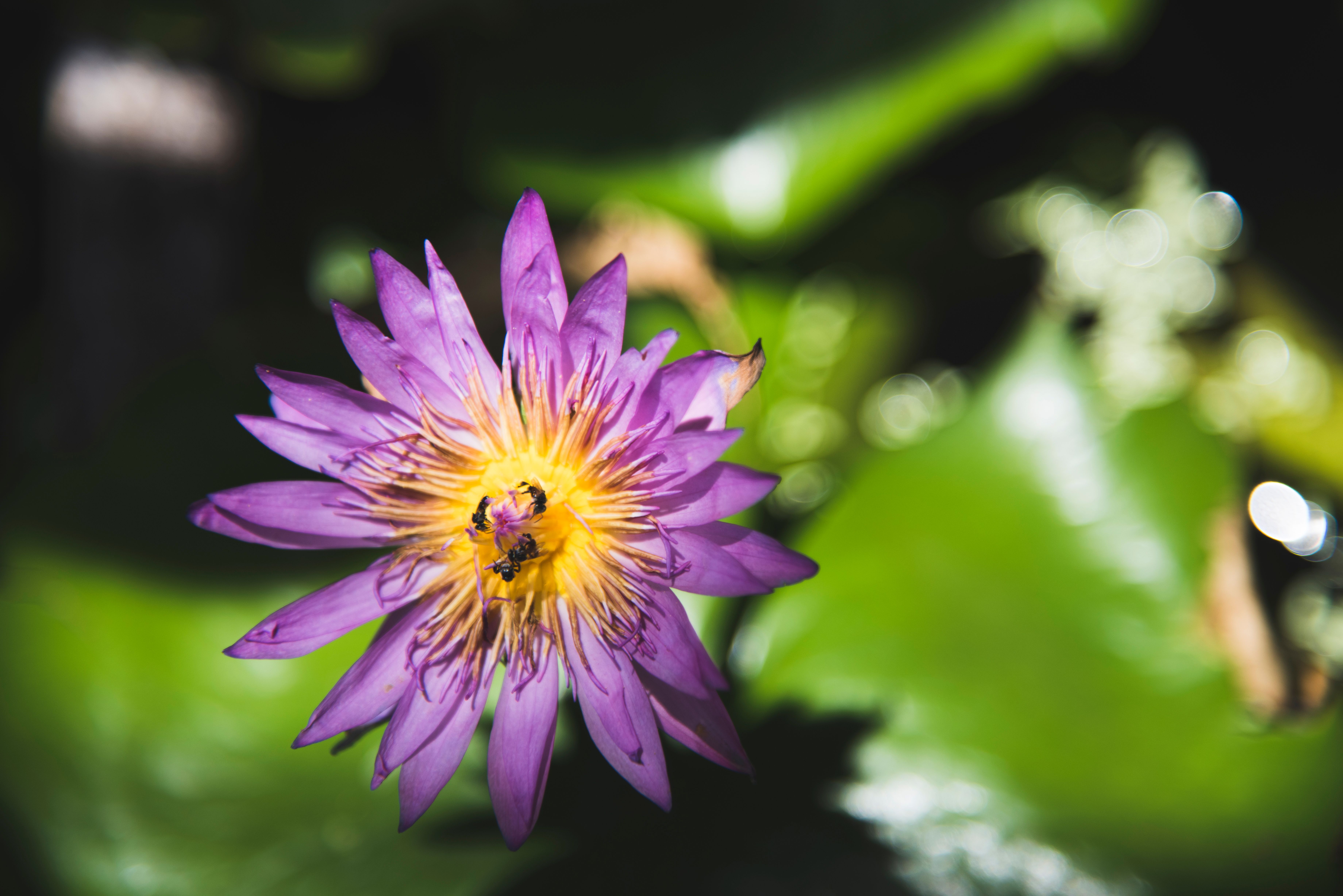 Passiflora: cos’è, benefici, uso corretto e rimedi per sonno e ansia
