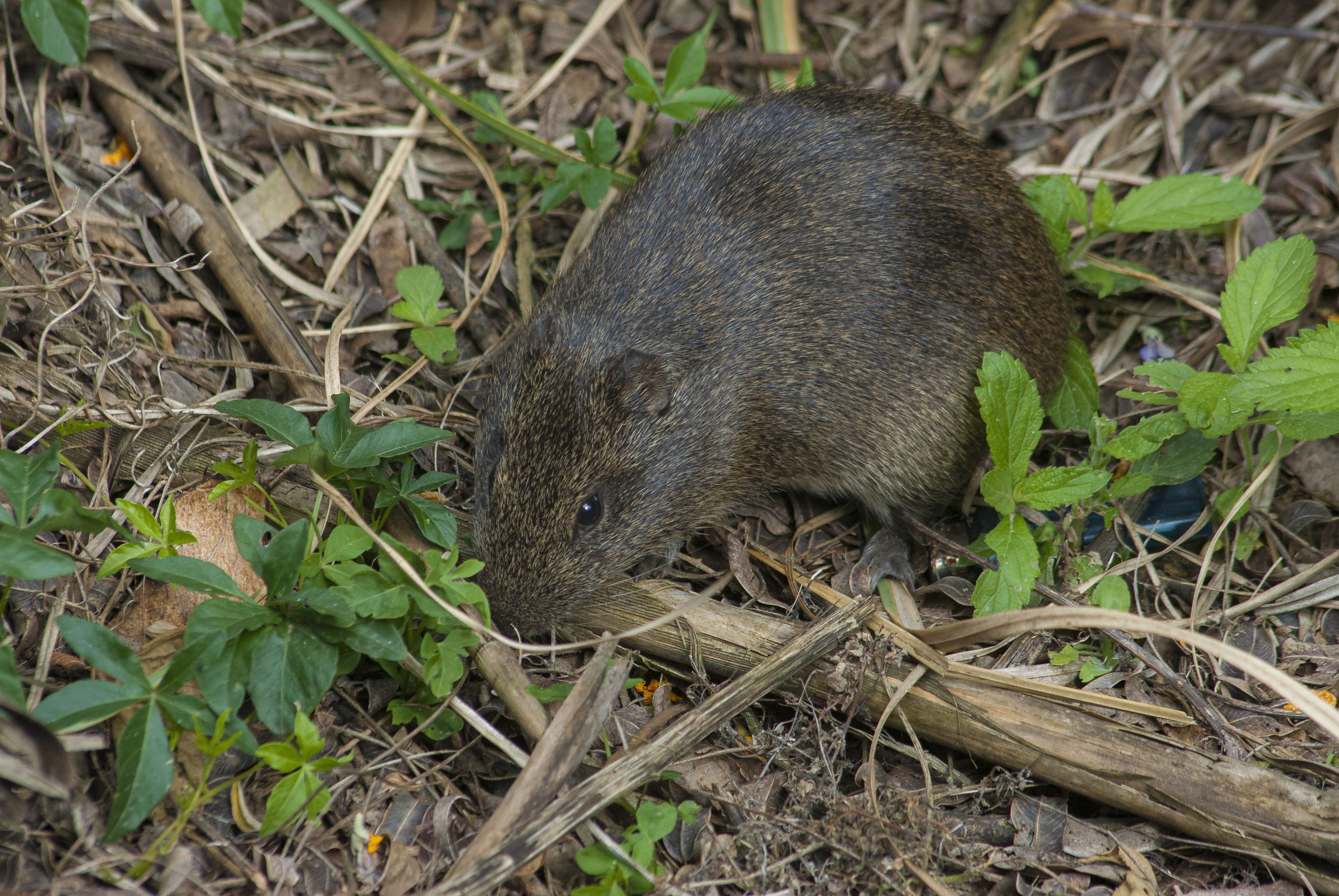 Hantavirus, la circolare del Ministero della Sanità